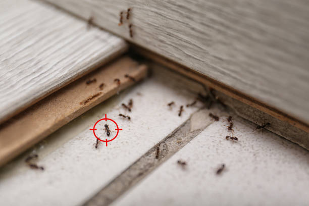 Best Bird Control  in Romulus, MI