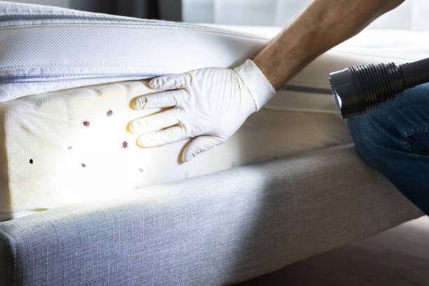 Flea Control Services in Romulus, MI
