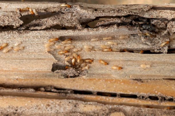 Best Affordable Pest Control Services  in Romulus, MI